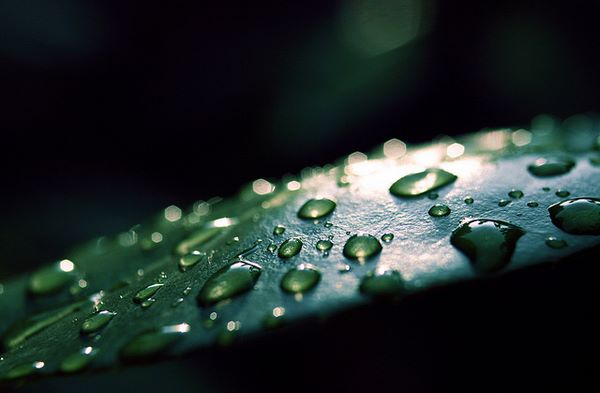 Foglia e gocce di acqua Foglia condizionata con acqua per farla durare a lungo