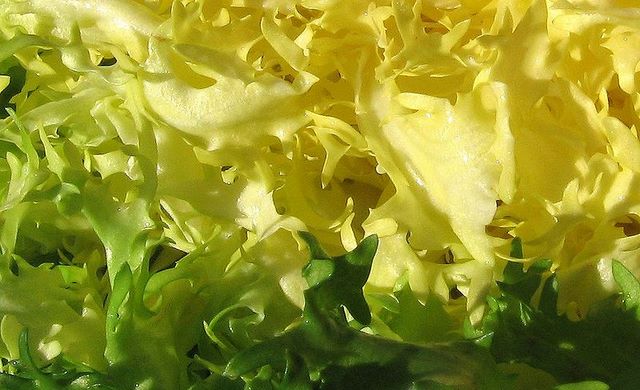 Scarola fresca e intatta adatta ad essere usata in varie ricette