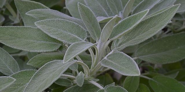 Benefica salvia fresca
