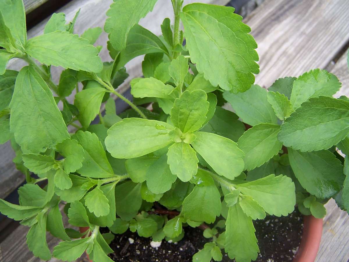 Benefica pianta di stevia nel vaso