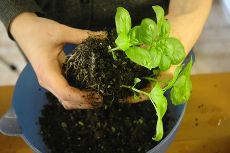 Piantina di basilico in zolla di terra da rinvasare