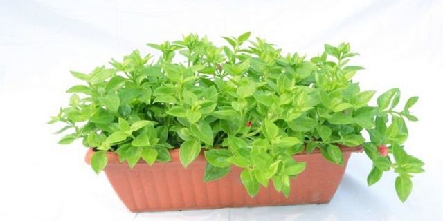 Origanum Majorana Maggiorana coltivata in vaso