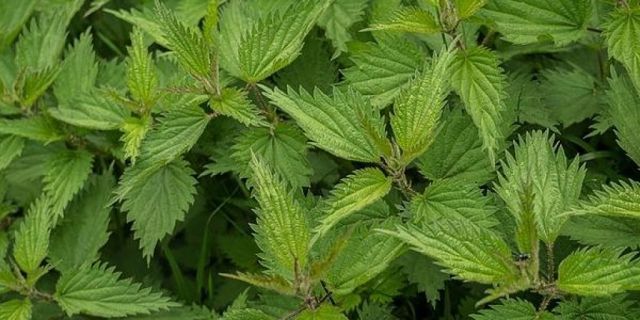 Foglie di ortica adatte ad essere impiegate in erboristeria