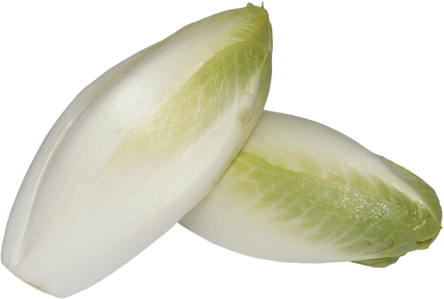 Insalata indivia di varietà bianca e liscia