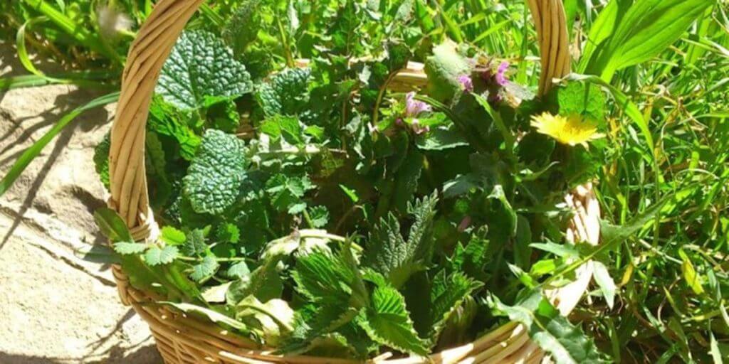 Erbe curative raccolte e messe nel cestino