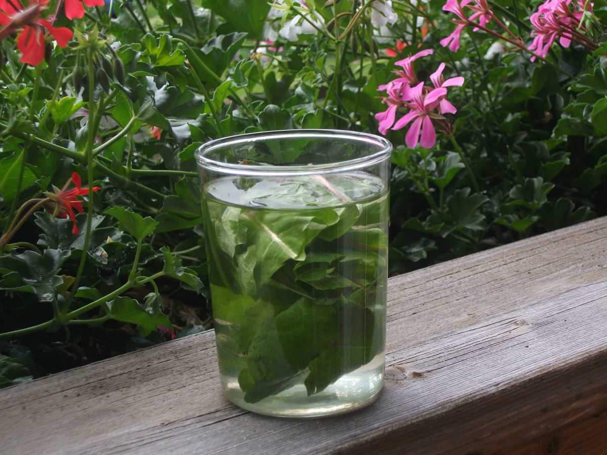 Macerato di erba curativa Macerato a freddo di pianta officinale