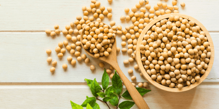 La soia bio apporta benefici all'organismo