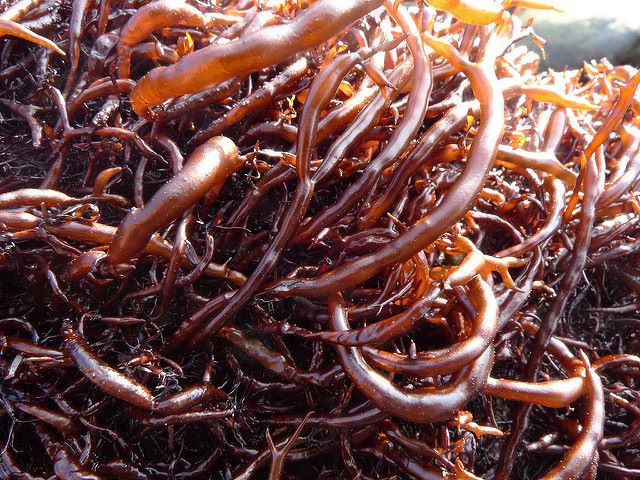 Alghe Hiziki allo stato naturale