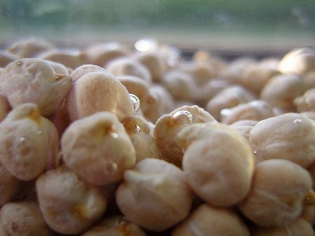 Ceci secchi completamente immersi nell'acqua di ammollo