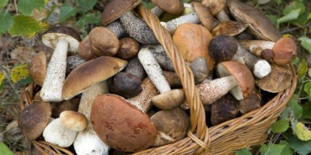 Funghi sani da fare essiccare