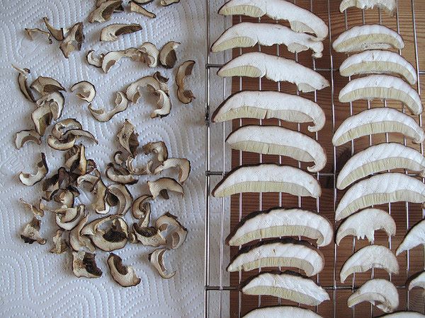 Essiccazione naturale dei funghi porcini sulla griglia