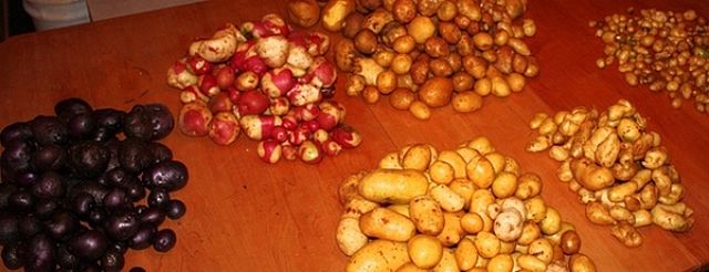 Patate di differenti varietà indicate per diversi usi in cucina