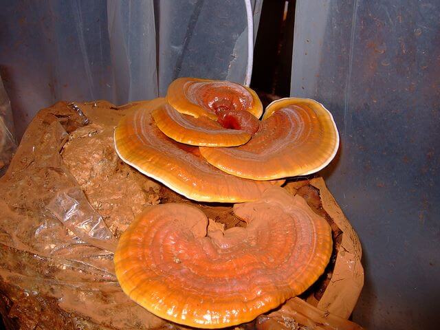 Fungo curativo dalle proprietà benefiche Fungo medicinale su corteccia di albero