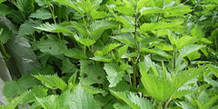 Ortica fresca e giovane adatta per rinforzare i capelli