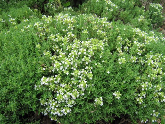 Benefico timo fiorito Il benefico timo cresce anche spontaneamente