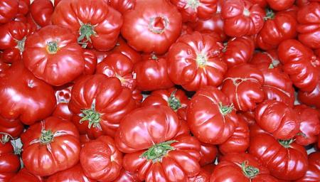  Pomodori costoluti fiorentini