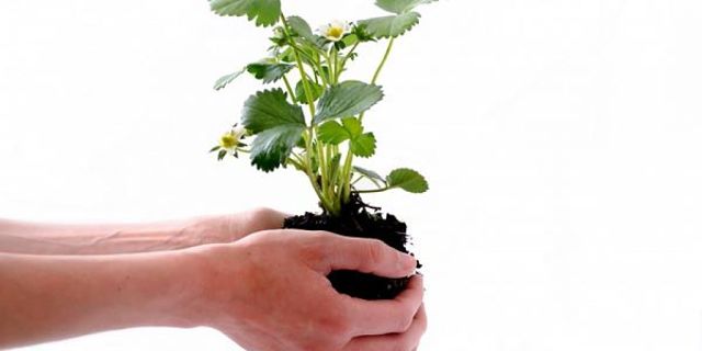 Fotografia di pianta da rinvasare tenuta tra le mani