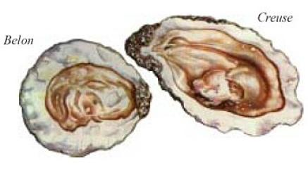 Ostrica piatta e ostrica convessa