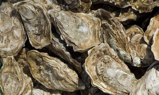 Ostriche freschissime chiuse nel guscio