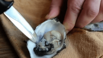 Come staccare l'ostica dalla valva