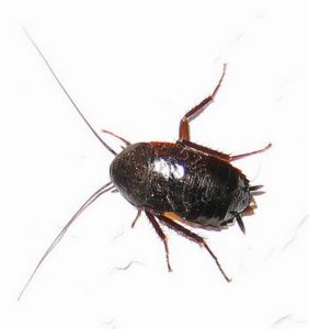 Scarafaggio comune orientale