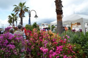 Varietà di piante fiorite su una banchina della Marina