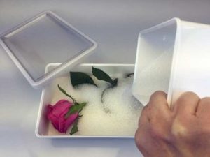 Come mettere ad essiccare una rosa nel gel di silice