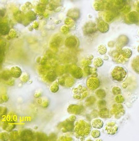 Chlorella pyrenoidosa al microscopio