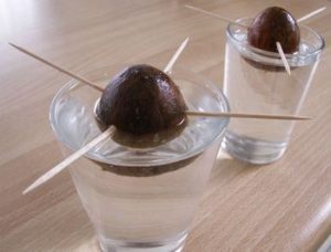 Come sospendere nell'acqua il seme di avocado con gli stecchini