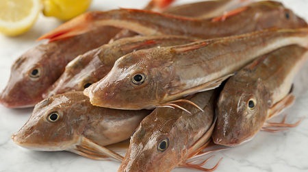 Gallinelle di mare fresche