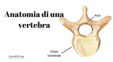 Disegno dell'anatomia di una vertebra