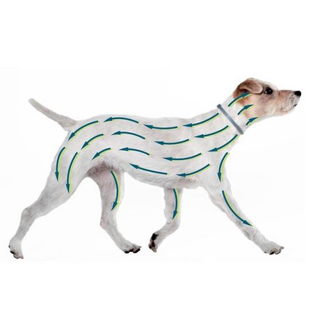 Parti del cane protette dal collare antiparassitario