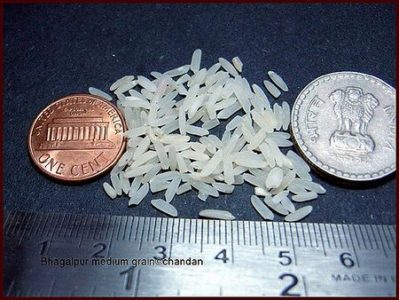 Dimensione e forma del riso patna a chicco lungo