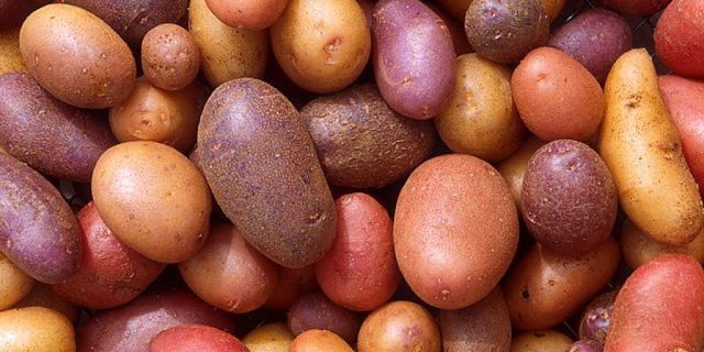 Varietà di patate adatte per preparare il succo curativo