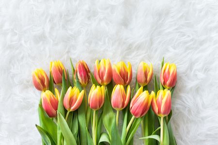 I tulipani gialli e rosa di moda al momento risaltano particolarmente su sfondi bianchi