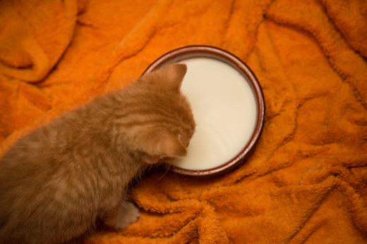 Gatto cucciolo beve latte artificiale senza lattosio nella ciotola