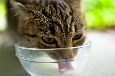 Gatto adulto lecca il latte nella ciotola