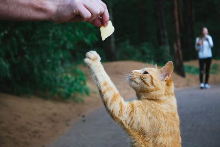 Gatto premiato con un pezzetto di formaggio