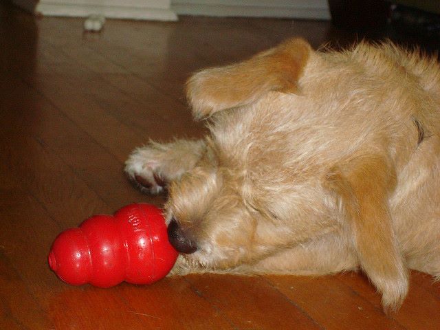 Il mio cane si diverte a giocare con il Kong Cagnolino gioca con il Kong