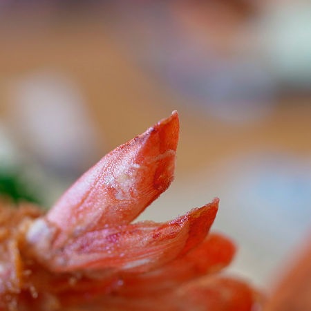 Coda di gambero fritto lasciata intatta