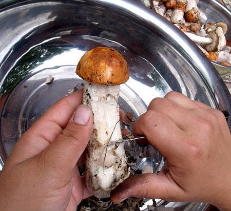 Bisogna pulire i funghi porcini con un coltellino