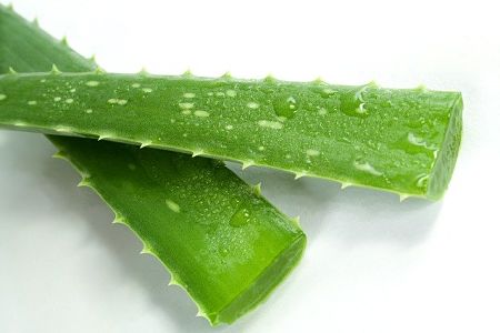 2 foglie di aloe vera appena recise dal fusto