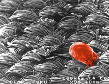 Acaro rosso su fibre fitte del tessuto Microair Pristine