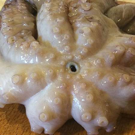 Dove si trova il becco del polpo