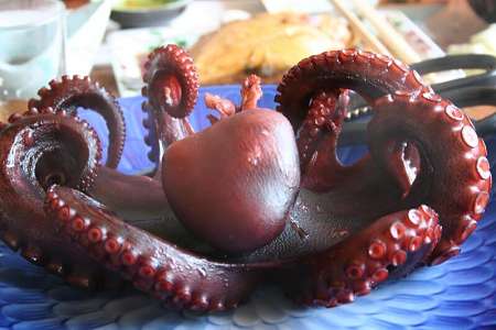 Polpo dai tentacoli con 2 file di ventose fatto bollire