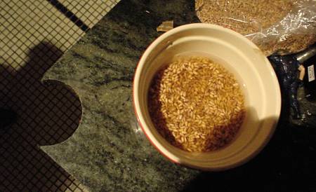 Orzo decorticato messo a bagno in acqua fredda