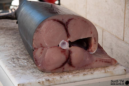 Aspetto del pesce spada freschissimo