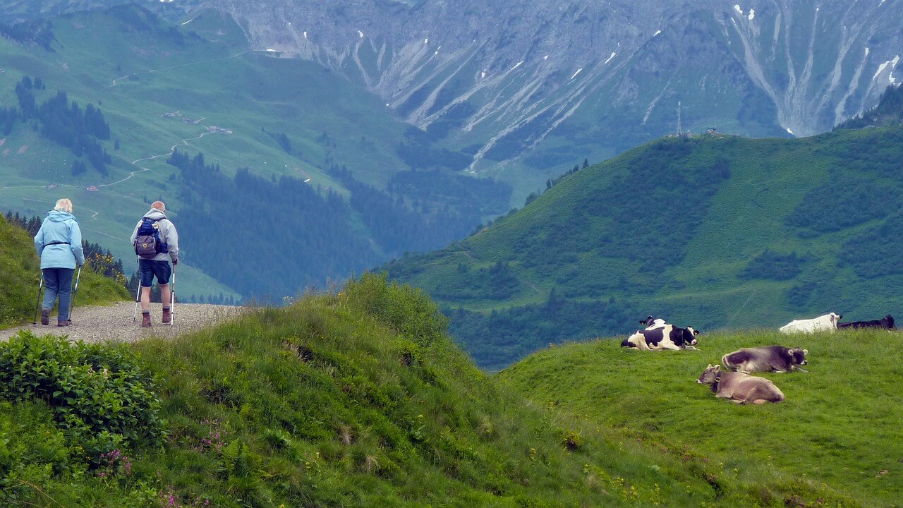 Escursionisti fanno trekking a debita distanza dalle mucche al pascolo