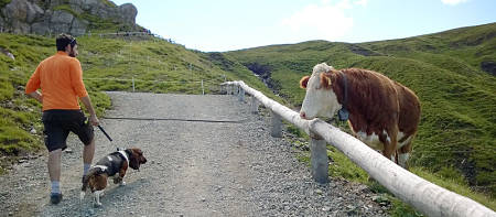 Mucca incuriosita gurda un cane tenuto al guinzaglio dal padrone