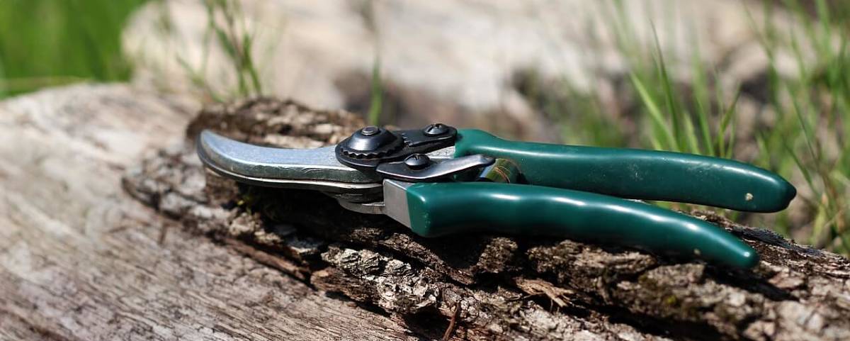 Cesoia disinfettata pronte all'uso